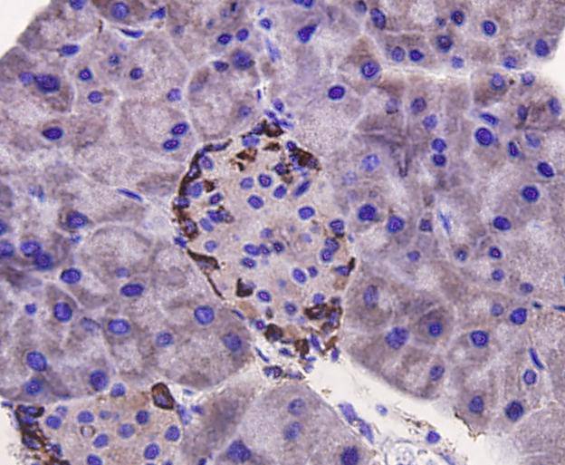 Immunohistochemical analysis of paraffin-embedded mouse pancreas tissue using anti- p70 S6 Kinase beta antibody. Counter stained with hematoxylin.