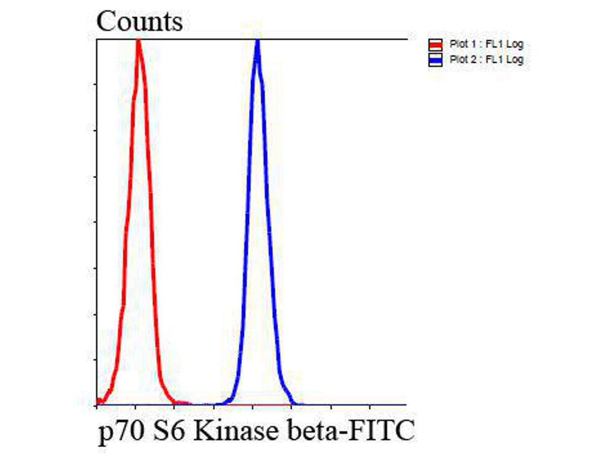 Flow cytometric analysis of HepG2 cells with p70 S6 Kinase beta antibody at 1/100 dilution (blue) compared with an unlabelled control (cells without incubation with primary antibody; red). Goat anti rabbit IgG (FITC) was used as the secondary antibody.