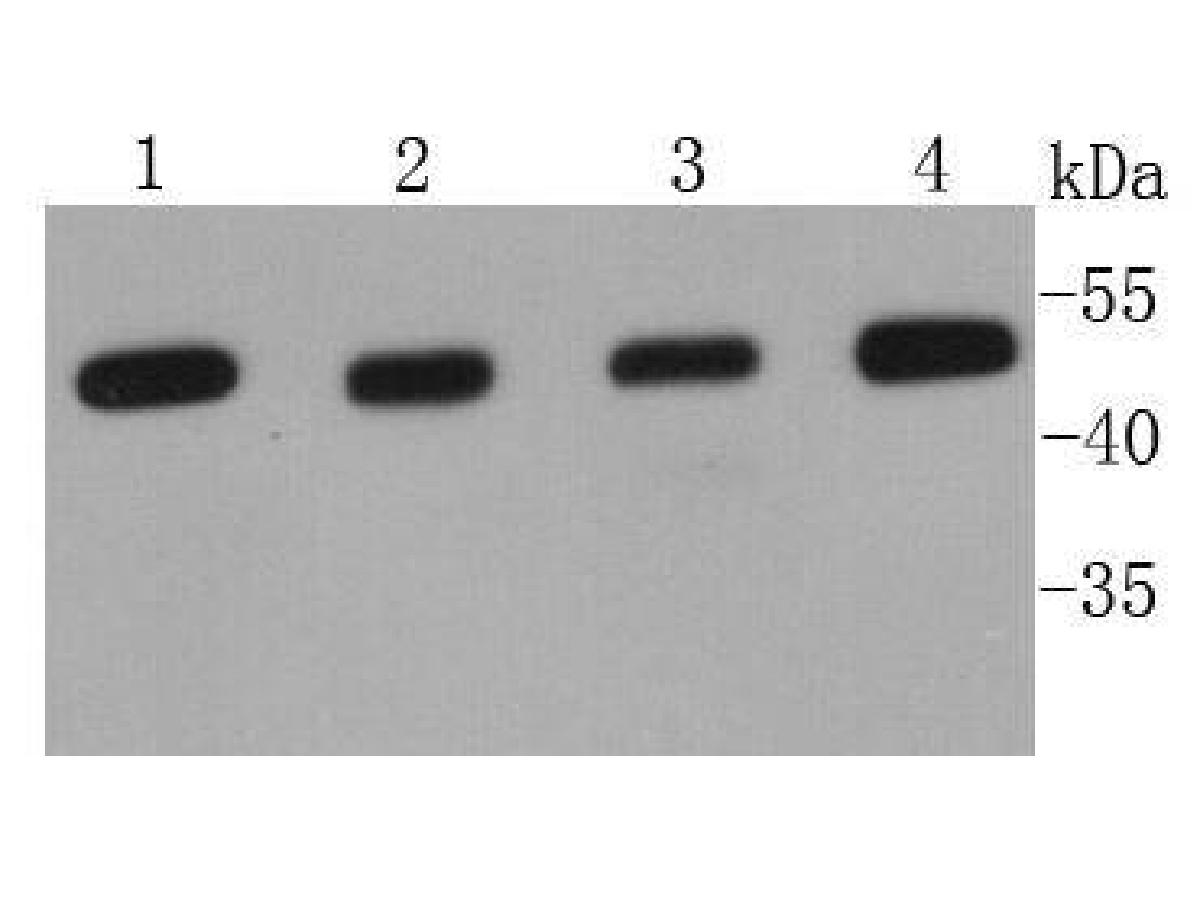 Western blot analysis of TGF-Beta 1 on different lysates. Proteins were transferred to a PVDF membrane and blocked with 5% BSA in PBS for 1 hour at room temperature. The primary antibody (ER31210, 1/500) was used in 5% BSA at room temperature for 2 hours. Goat Anti-Rabbit IgG - HRP Secondary Antibody (HA1001) at 1:200,000 dilution was used for 1 hour at room temperature.<br />
Positive control: <br />
Lane 1: Raji cell lysate<br />
Lane 2: MCF-7 cell lysate<br />
Lane 3: A549 cell lysate<br />
Lane 4: Human kidney tissue lysate