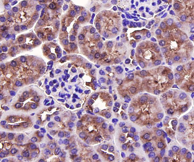 Immunohistochemical analysis of paraffin-embedded mouse kidney tissue using anti-TGF-Beta 1 antibody. The section was pre-treated using heat mediated antigen retrieval with Tris-EDTA buffer (pH 9.0) for 20 minutes.The tissues were blocked in 1% BSA for 30 minutes at room temperature, washed with ddH2O and PBS, and then probed with the primary antibody (ER31210, 1/50) for 30 minutes at room temperature. The detection was performed using an HRP conjugated compact polymer system. DAB was used as the chromogen. Tissues were counterstained with hematoxylin and mounted with DPX.