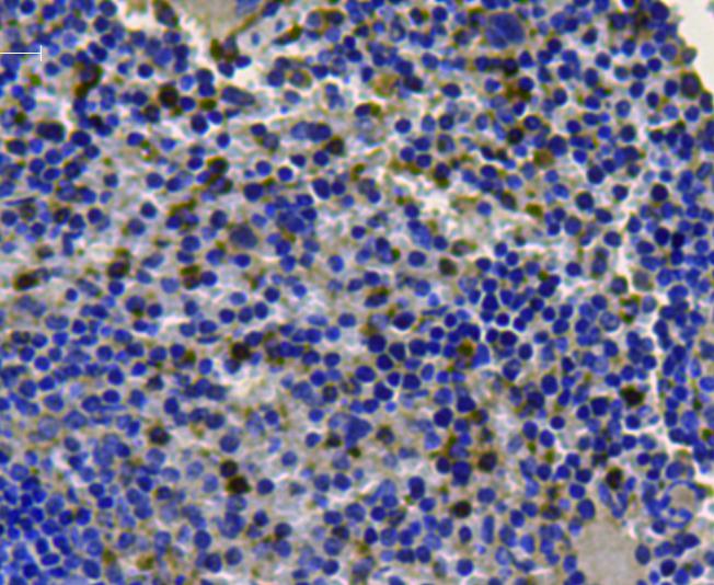 Immunohistochemical analysis of paraffin-embedded mouse spleen tissue using anti-CDk1 antibody. Counter stained with hematoxylin.