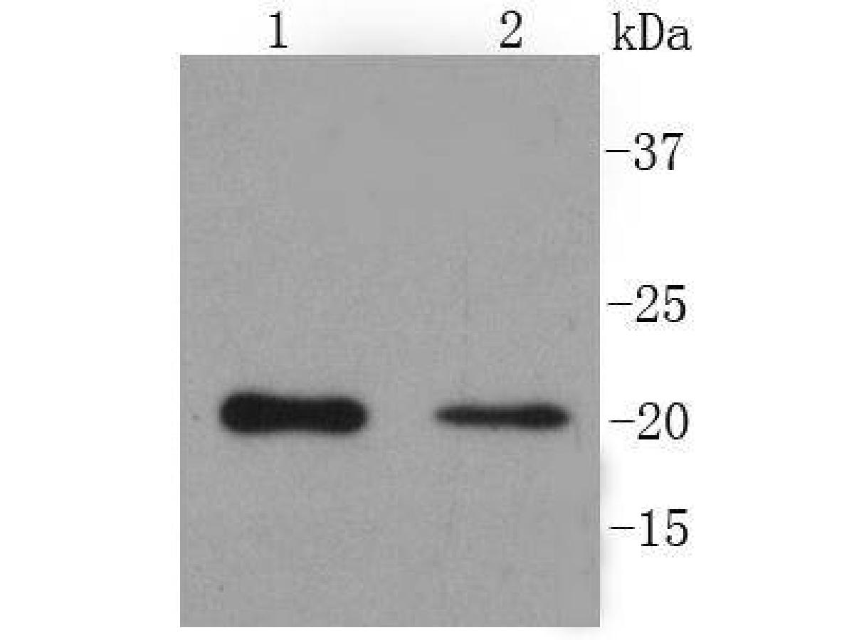 Western blot analysis of PUMA on different cell lysates using anti- PUMA antibody at 1/1000 dilution.<br />
Positive control:   <br />
Lane 1: Hela    <br />
Lane 2: Mouse kidney