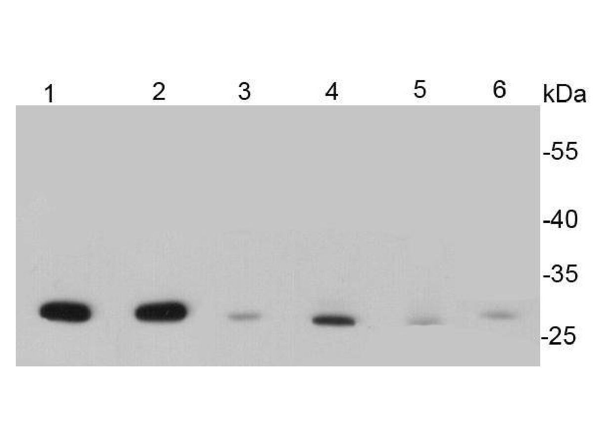 Western blot analysis of Hsp27 on different cell lysates using anti- Hsp27 antibody at 1/500 dilution.<br />
Positive control:    <br />
Lane 1: Hela          <br />
Lane 2: Jurkat  <br />
Lane 3: 293           <br />
Lane 4: Human kidney  <br />
Lane 5: Mouse kidney  <br />
Lane 6: Mouse heart