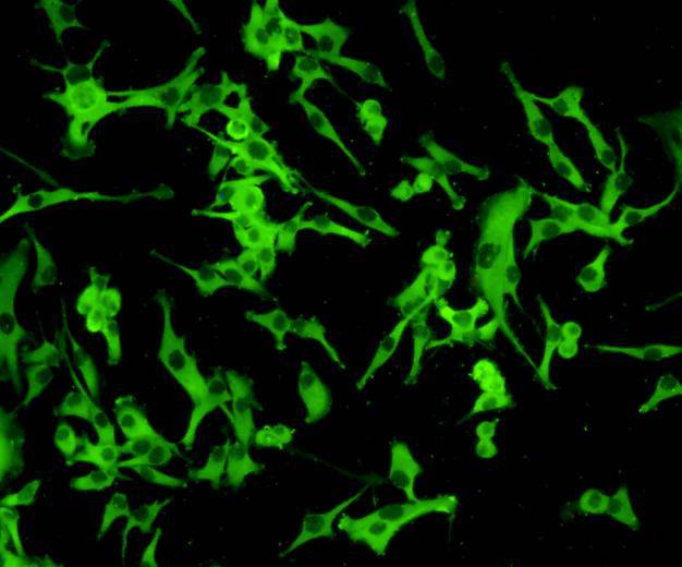 ICC staining Hsp27 in A172 cells (green). Cells were fixed in paraformaldehyde, permeabilised with 0.25% Triton X100/PBS.