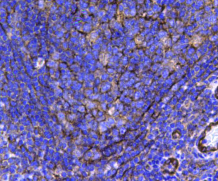 Immunohistochemical analysis of paraffin-embedded human tonsil tissue using anti-Hsp27 antibody. Counter stained with hematoxylin.