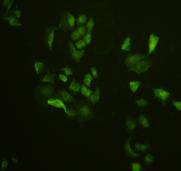 ICC staining Ras in MCF-7 cells (green). Cells were fixed in paraformaldehyde, permeabilised with 0.25% Triton X100/PBS.