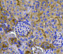 Immunohistochemical analysis of paraffin-embedded mouse kidney tissue using anti-Ras antibody. Counter stained with hematoxylin.