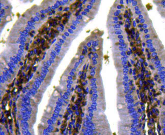 Immunohistochemical analysis of paraffin-embedded mouse small intestine tissue using anti-Ras antibody. Counter stained with hematoxylin.