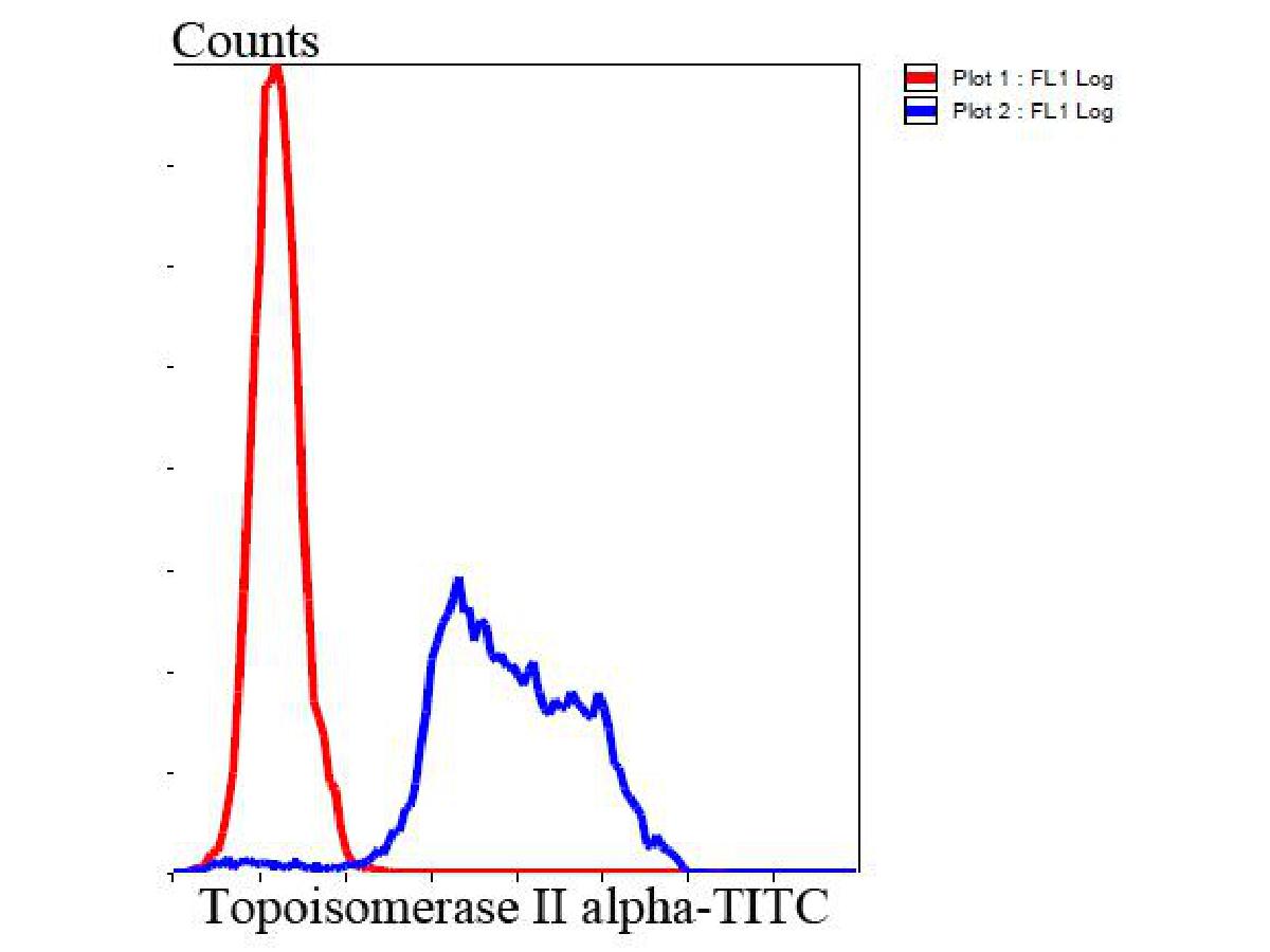 Flow cytometric analysis of Hela cells with TOP2A antibody at 1/100 dilution (blue) compared with an unlabelled control (cells without incubation with primary antibody; red). Goat anti rabbit IgG (FITC) was used as the secondary antibody.
