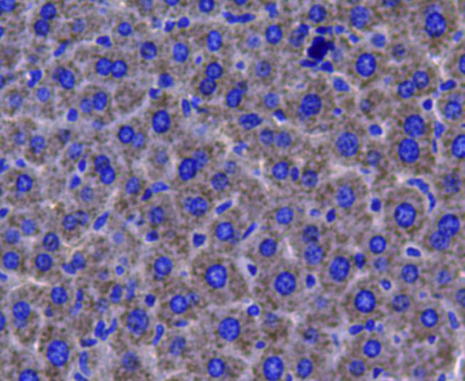 Immunohistochemical analysis of paraffin-embedded mouse liver tissue using anti-catalase antibody. Counter stained with hematoxylin.