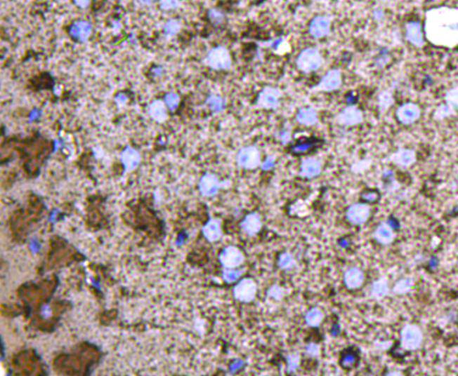 Immunohistochemical analysis of paraffin-embedded mouse brain tissue using anti-GAP43 antibody. Counter stained with hematoxylin.