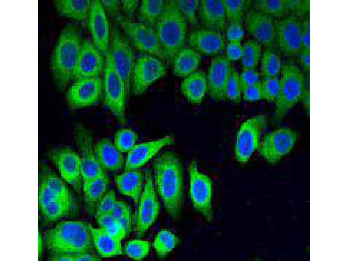 ICC staining of GRP78 in Hela cells (green). Formalin fixed cells were permeabilized with 0.1% Triton X-100 in TBS for 10 minutes at room temperature and blocked with 10% negative goat serum for 15 minutes at room temperature. Cells were probed with the primary antibody (ER40402, 1/50) for 1 hour at room temperature, washed with PBS. Alexa Fluor®488 conjugate-Goat anti-Rabbit IgG was used as the secondary antibody at 1/1,000 dilution. The nuclear counter stain is DAPI (blue).