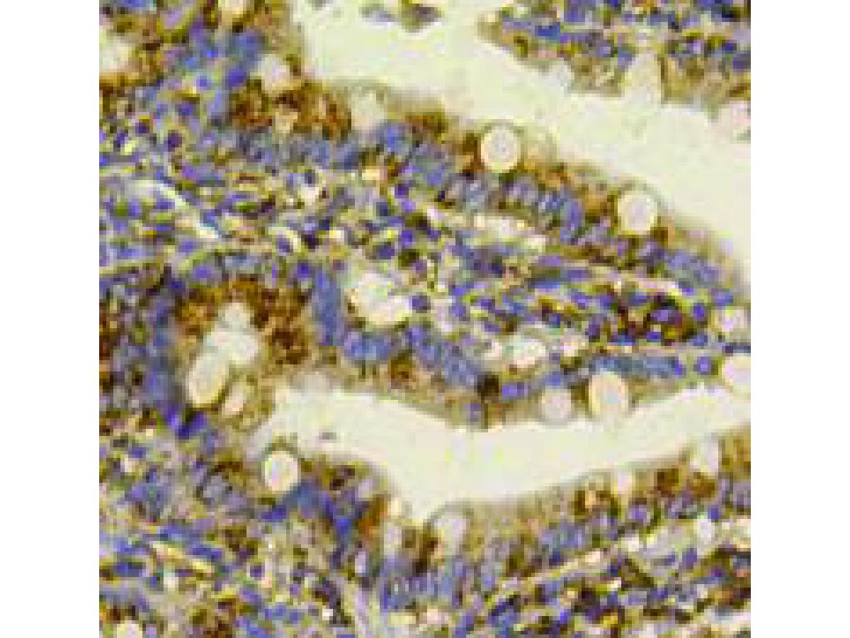 Immunohistochemical analysis of paraffin-embedded rat small intestine tissue using anti-GRP78 antibody. The section was pre-treated using heat mediated antigen retrieval with Tris-EDTA buffer (pH 9.0) for 20 minutes.The tissues were blocked in 1% BSA for 30 minutes at room temperature, washed with ddH2O and PBS, and then probed with the primary antibody (ER40402, 1/50) for 30 minutes at room temperature. The detection was performed using an HRP conjugated compact polymer system. DAB was used as the chromogen. Tissues were counterstained with hematoxylin and mounted with DPX.