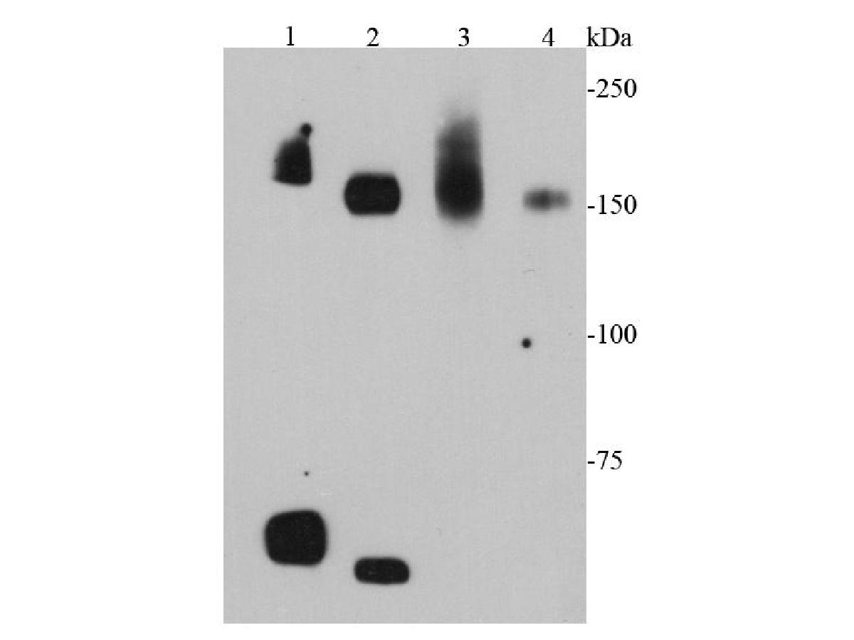 Western blot analysis of cMet on different cell lysates using anti-cMet antibody at 1/1000 dilution.<br />
Positive control:<br />
Lane 1: Mouse liver<br />
Lane 2: Mouse kidney<br />
Lane 3: D3<br />
Lane 4: MEF