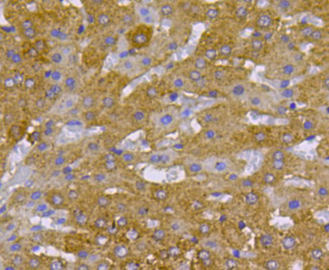 Immunohistochemical analysis of paraffin-embedded mouse liver tissue using anti-cMet antibody. Counter stained with hematoxylin.
