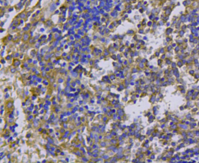 Immunohistochemical analysis of paraffin-embedded mouse spleen tissue using anti-cMet antibody. Counter stained with hematoxylin.