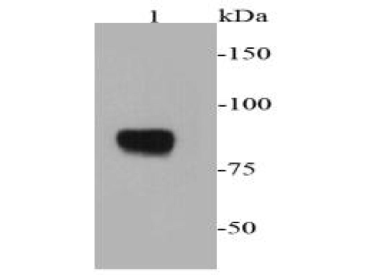 Western blot analysis of chromogranin A on PC12 cell lysates using anti-chromogranin A antibody at 1/2,000 dilution.