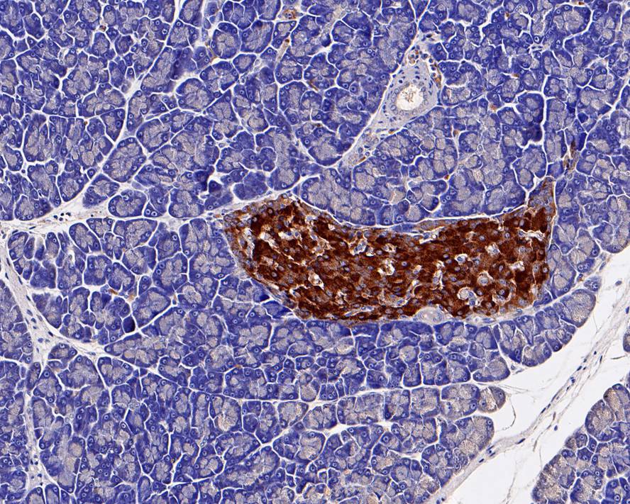 Immunohistochemical analysis of paraffin-embedded mouse pancreas tissue using anti-chromogranin A antibody. Counter stained with hematoxylin.