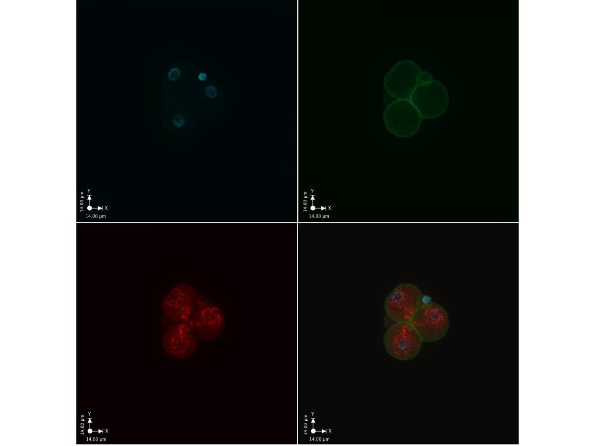 ICC staining MuERVL-Gag in mouse 3-cell stage embryo (red). The cells were incubated overnight at +4℃  with MuERVL-Gag rabbit pAb at a 1/100 dilution (shown in  red) and phalloidin (shown in green). Nuclear DNA was  labelled with DAPI (shown in blue).