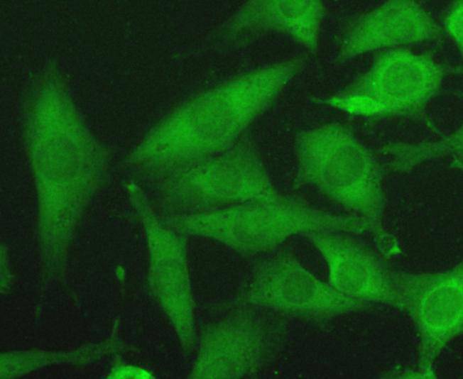 ICC staining HSP70 in SHG-44 cells (green). Cells were fixed in paraformaldehyde, permeabilised with 0.25% Triton X100/PBS.