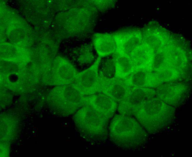 ICC staining HSP70 in A431 cells (green). Cells were fixed in paraformaldehyde, permeabilised with 0.25% Triton X100/PBS.