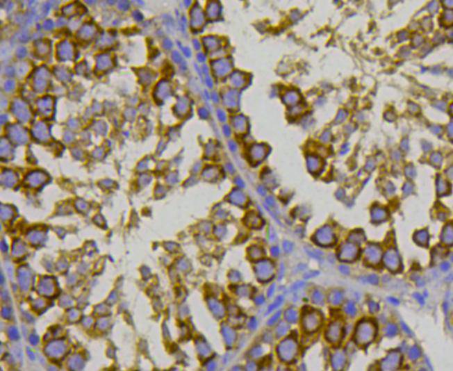 Immunohistochemical analysis of paraffin-embedded mouse testis tissue using anti-HSP70 antibody. Counter stained with hematoxylin.