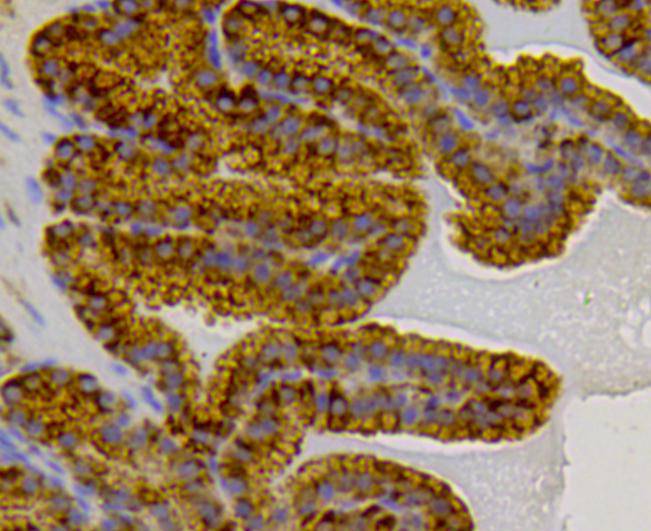 Immunohistochemical analysis of paraffin-embedded mouse prostate tissue using anti-HSP70 antibody. Counter stained with hematoxylin.