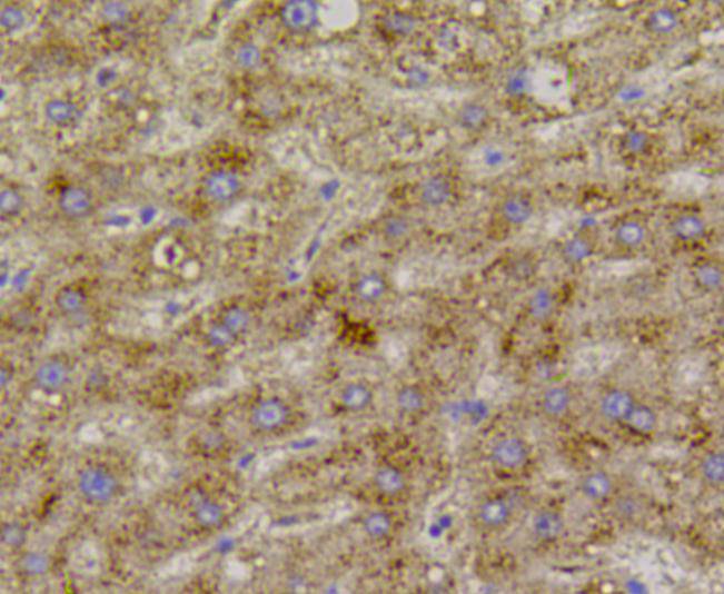 Immunohistochemical analysis of paraffin-embedded mouse kidney tissue using anti-VEGFR1 antibody. Counter stained with hematoxylin.