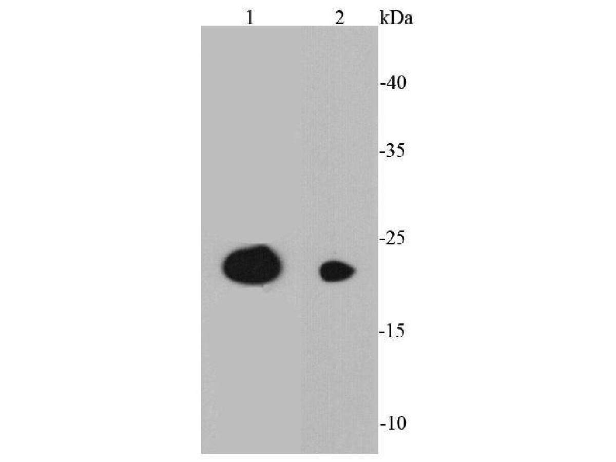 Western blot analysis of CD3E on different cell lysates using anti-CD3E antibody at 1/1000 dilution.