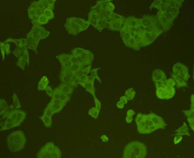 ICC staining CD3E in Hela cells (green). Cells were fixed in paraformaldehyde, permeabilised with 0.25% Triton X100/PBS.