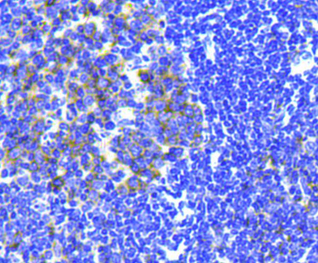 Immunohistochemical analysis of paraffin-embedded mouse spleen tissue using anti-CD3E antibody. Counter stained with hematoxylin.
