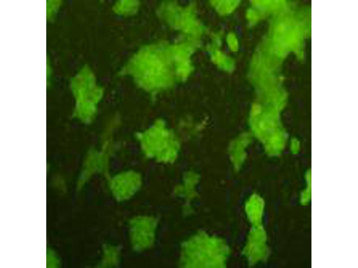 ICC staining AFP in NCCIT cells (green). Cells were fixed in paraformaldehyde, permeabilised with 0.25% Triton X100/PBS.