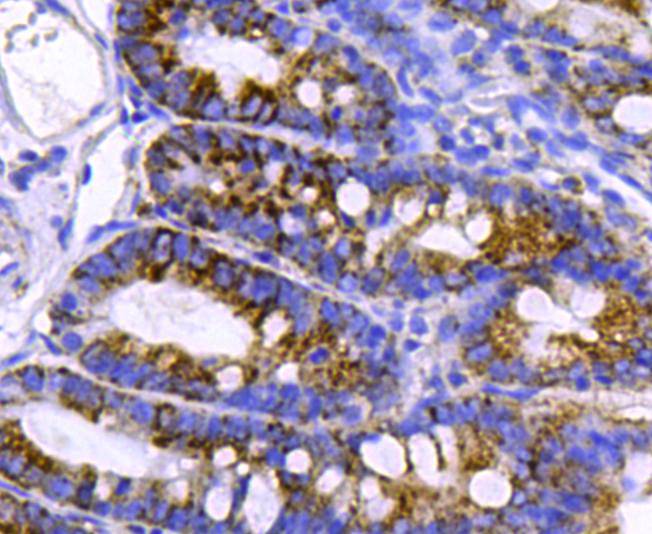 Immunohistochemical analysis of paraffin-embedded rat small intestine tissue using anti-BMP2 antibody. Counter stained with hematoxylin.