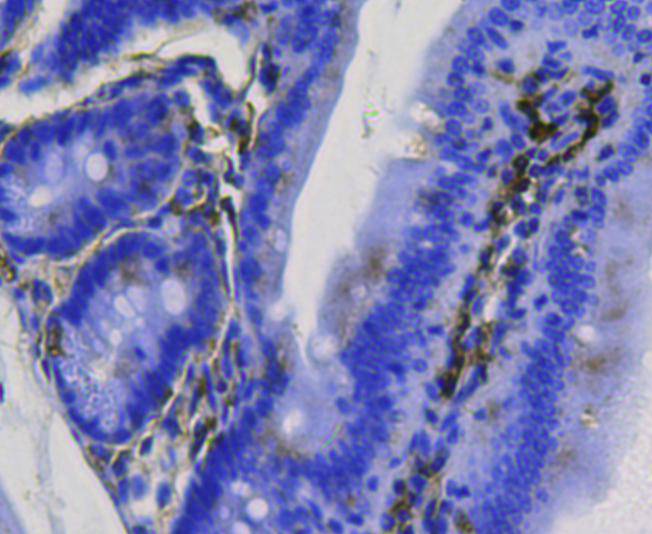 Immunohistochemical analysis of paraffin-embedded mouse small intestine tissue using anti-BMP2 antibody. Counter stained with hematoxylin.