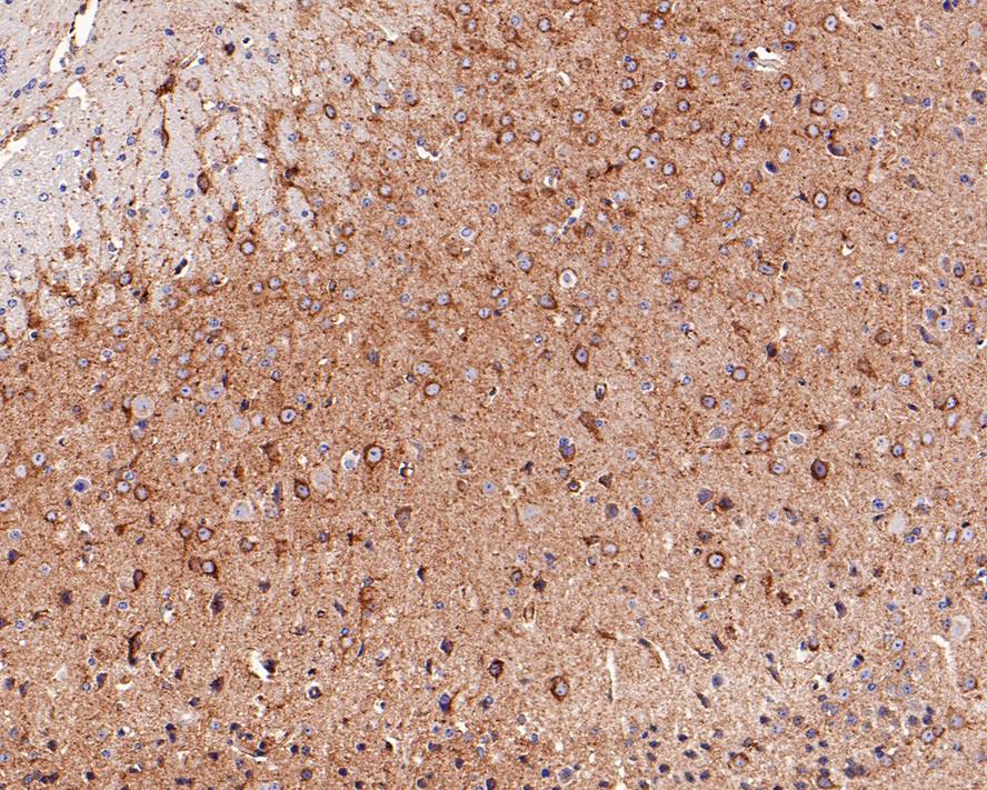 Immunohistochemical analysis of paraffin-embedded mouse brain tissue with Rabbit anti-LRP1 antibody (ET1601-1) at 1/2,000 dilution.<br />
<br />
The section was pre-treated using heat mediated antigen retrieval with sodium citrate buffer (pH 6.0) for 2 minutes. The tissues were blocked in 1% BSA for 20 minutes at room temperature, washed with ddH2O and PBS, and then probed with the primary antibody (ET1601-1) at 1/2,000 dilution for 1 hour at room temperature. The detection was performed using an HRP conjugated compact polymer system. DAB was used as the chromogen. Tissues were counterstained with hematoxylin and mounted with DPX.