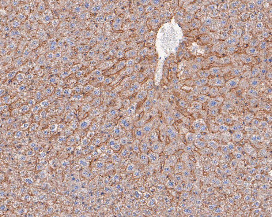 Immunohistochemical analysis of paraffin-embedded mouse liver tissue with Rabbit anti-LRP1 antibody (ET1601-1) at 1/200 dilution.<br />
<br />
The section was pre-treated using heat mediated antigen retrieval with sodium citrate buffer (pH 6.0) for 2 minutes. The tissues were blocked in 1% BSA for 20 minutes at room temperature, washed with ddH2O and PBS, and then probed with the primary antibody (ET1601-1) at 1/200 dilution for 1 hour at room temperature. The detection was performed using an HRP conjugated compact polymer system. DAB was used as the chromogen. Tissues were counterstained with hematoxylin and mounted with DPX.