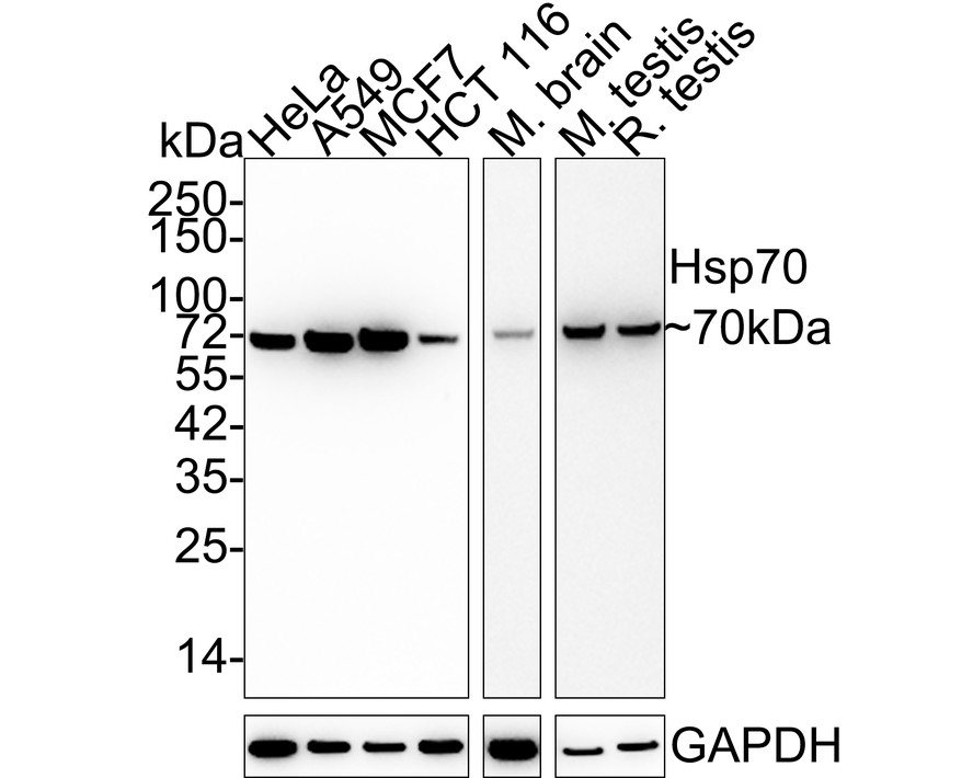 Western blot analysis of Hsp70 on HCT116 cell lysates with Rabbit anti-Hsp70 antibody (ET1601-11) at 1/500 dilution.<br />
<br />
Lysates/proteins at 10 µg/Lane.<br />
<br />
Predicted band size: 70 kDa<br />
Observed band size: 70 kDa<br />
<br />
Exposure time: 30 seconds;<br />
<br />
8% SDS-PAGE gel.<br />
<br />
Proteins were transferred to a PVDF membrane and blocked with 5% NFDM/TBST for 1 hour at room temperature. The primary antibody (ET1601-11) at 1/500 dilution was used in 5% NFDM/TBST at room temperature for 2 hours. Goat Anti-Rabbit IgG - HRP Secondary Antibody (HA1001) at 1:200,000 dilution was used for 1 hour at room temperature.