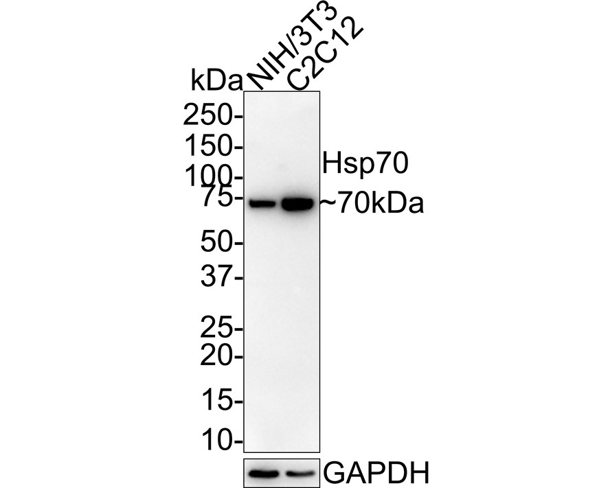 Western blot analysis of Hsp70 on different lysates with Rabbit anti-Hsp70 antibody (ET1601-11) at 1/500 dilution.<br />
<br />
Lane 1: MCF-7 cell lysate<br />
Lane 2: A549 cell lysate<br />
<br />
Lysates/proteins at 10 µg/Lane.<br />
<br />
Predicted band size: 70 kDa<br />
Observed band size: 70 kDa<br />
<br />
Exposure time: 30 seconds;<br />
<br />
8% SDS-PAGE gel.<br />
<br />
Proteins were transferred to a PVDF membrane and blocked with 5% NFDM/TBST for 1 hour at room temperature. The primary antibody (ET1601-11) at 1/500 dilution was used in 5% NFDM/TBST at room temperature for 2 hours. Goat Anti-Rabbit IgG - HRP Secondary Antibody (HA1001) at 1:200,000 dilution was used for 1 hour at room temperature.