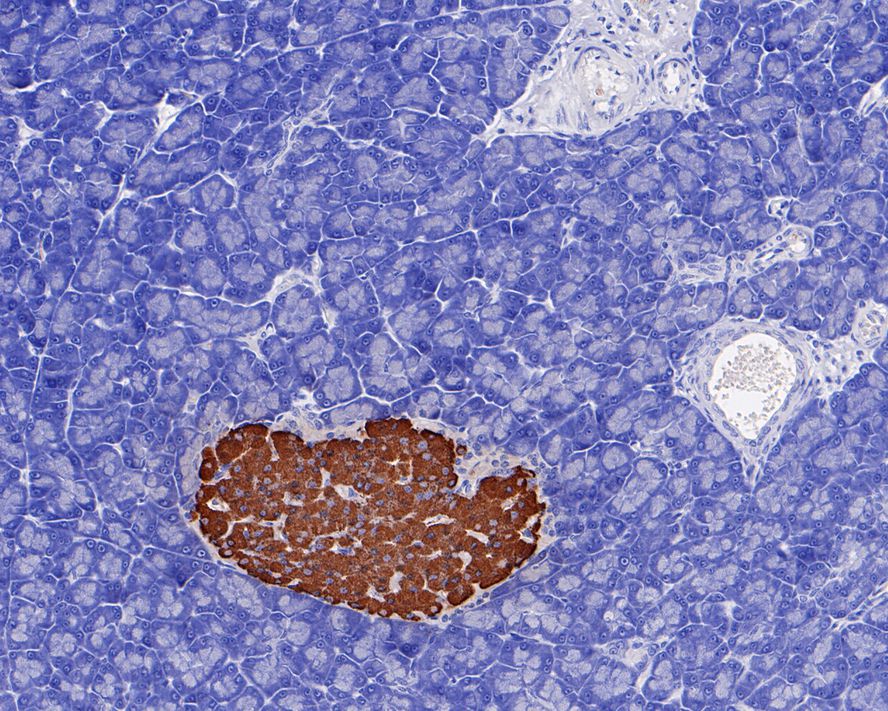 Immunohistochemical analysis of paraffin-embedded rat pancreas tissue with Rabbit anti-Insulin antibody (ET1601-12) at 1/20,000 dilution.<br />
<br />
The section was pre-treated using heat mediated antigen retrieval with Tris-EDTA buffer (pH 9.0) for 20 minutes. The tissues were blocked in 1% BSA for 20 minutes at room temperature, washed with ddH2O and PBS, and then probed with the primary antibody (ET1601-12) at 1/20,000 dilution for 1 hour at room temperature. The detection was performed using an HRP conjugated compact polymer system. DAB was used as the chromogen. Tissues were counterstained with hematoxylin and mounted with DPX.