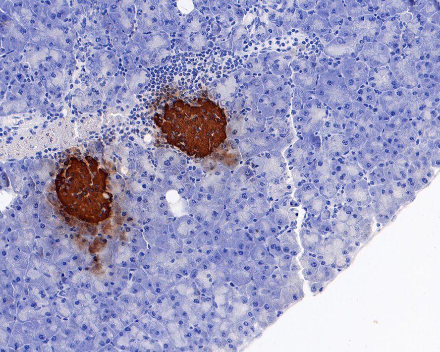 Immunohistochemical analysis of paraffin-embedded mouse pancreas tissue with Rabbit anti-Insulin antibody (ET1601-12) at 1/20,000 dilution.<br />
<br />
The section was pre-treated using heat mediated antigen retrieval with Tris-EDTA buffer (pH 9.0) for 20 minutes. The tissues were blocked in 1% BSA for 20 minutes at room temperature, washed with ddH2O and PBS, and then probed with the primary antibody (ET1601-12) at 1/20,000 dilution for 1 hour at room temperature. The detection was performed using an HRP conjugated compact polymer system. DAB was used as the chromogen. Tissues were counterstained with hematoxylin and mounted with DPX.