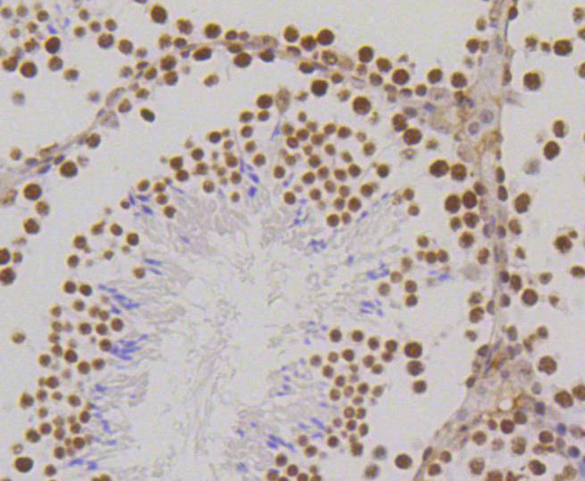 Immunohistochemical analysis of paraffin-embedded mouse testis tissue using anti-Histone H3(mono methyl K18) antibody. Counter stained with hematoxylin.