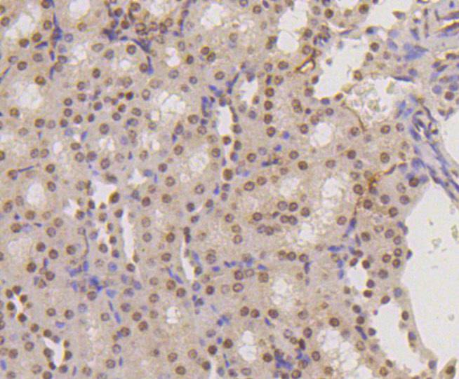 Immunohistochemical analysis of paraffin-embedded mouse kidney tissue using anti-Histone H3(mono methyl K18) antibody. Counter stained with hematoxylin.