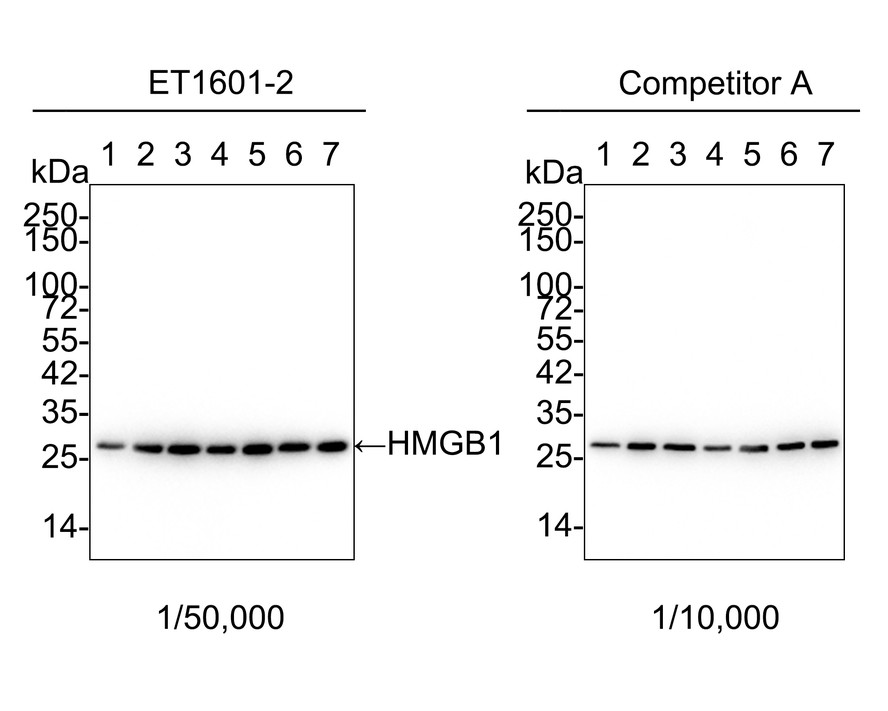 Western blot analysis of HMGB1 on different lysates with Rabbit anti-HMGB1 antibody (ET1601-2) at 1/5,000 dilution.<br />
<br />
Lane 1: MCF-7 cell lysate<br />
Lane 2: F9 cell lysate<br />
Lane 3: PC-12 cell lysate<br />
<br />
Lysates/proteins at 10 µg/Lane.<br />
<br />
Predicted band size: 25 kDa<br />
Observed band size: 25 kDa<br />
<br />
Exposure time: 30 seconds;<br />
<br />
12% SDS-PAGE gel.<br />
<br />
Proteins were transferred to a PVDF membrane and blocked with 5% NFDM/TBST for 1 hour at room temperature. The primary antibody (ET1601-2) at 1/5,000 dilution was used in 5% NFDM/TBST at room temperature for 2 hours. Goat Anti-Rabbit IgG - HRP Secondary Antibody (HA1001) at 1:300,000 dilution was used for 1 hour at room temperature.