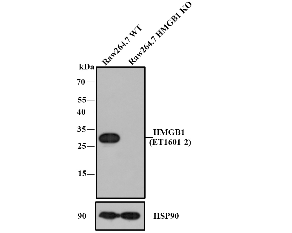 Immunocytochemistry analysis of MCF-7 cells labeling HMGB1 with Rabbit anti-HMGB1 antibody (ET1601-2) at 1/100 dilution.<br />
<br />
Cells were fixed in 4% paraformaldehyde for 10 minutes at 37 ℃, permeabilized with 0.05% Triton X-100 in PBS for 20 minutes, and then blocked with 2% negative goat serum for 30 minutes at room temperature. Cells were then incubated with Rabbit anti-HMGB1 antibody (ET1601-2) at 1/100 dilution in 2% negative goat serum overnight at 4 ℃. Goat Anti-Rabbit IgG H&L (iFluor™ 488, HA1121) was used as the secondary antibody at 1/1,000 dilution. PBS instead of the primary antibody was used as the secondary antibody only control. Nuclear DNA was labelled in blue with DAPI.