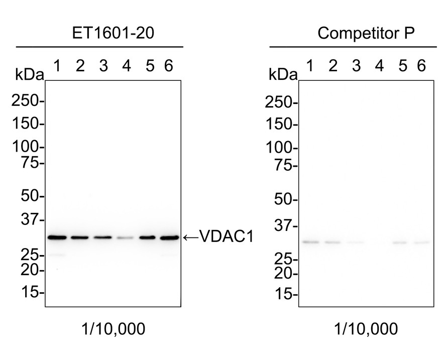 Western blot analysis of VDAC1 on different lysates with Rabbit anti-VDAC1 antibody (ET1601-20) at 1/1,000 dilution.<br />
<br />
Lane 1: HEK293-si NT cell lysate<br />
Lane 2: HEK293-si VDAC1#1(no heat) cell lysate<br />
Lane 3: HEK293-si VDAC1#2(no heat) cell lysate<br />
<br />
Lysates/proteins at 10 µg/Lane.<br />
<br />
Predicted band size: 31 kDa<br />
Observed band size: 31 kDa<br />
<br />
Exposure time: 17 seconds;<br />
<br />
4-20% SDS-PAGE gel.<br />
<br />
ET1601-20 was shown to specifically react with VDAC1 in HEK293-si NT cells. Weakened band were observed when HEK293-si VDAC1 samples were tested. HEK293-si NT and HEK293-si VDAC1 samples were subjected to SDS-PAGE. Proteins were transferred to a PVDF membrane and blocked with 5% NFDM in TBST for 1 hour at room temperature. The primary antibody (ET1601-20, 1/1,000) and Loading control antibody (Rabbit anti-GAPDH, ET1601-4, 1/10,000) were used in 5% BSA at 4 ℃ overnight. Goat Anti-rabbit IgG-HRP Secondary Antibody (HA1001) at 1:100,000 dilution was used for 1 hour at room temperature.