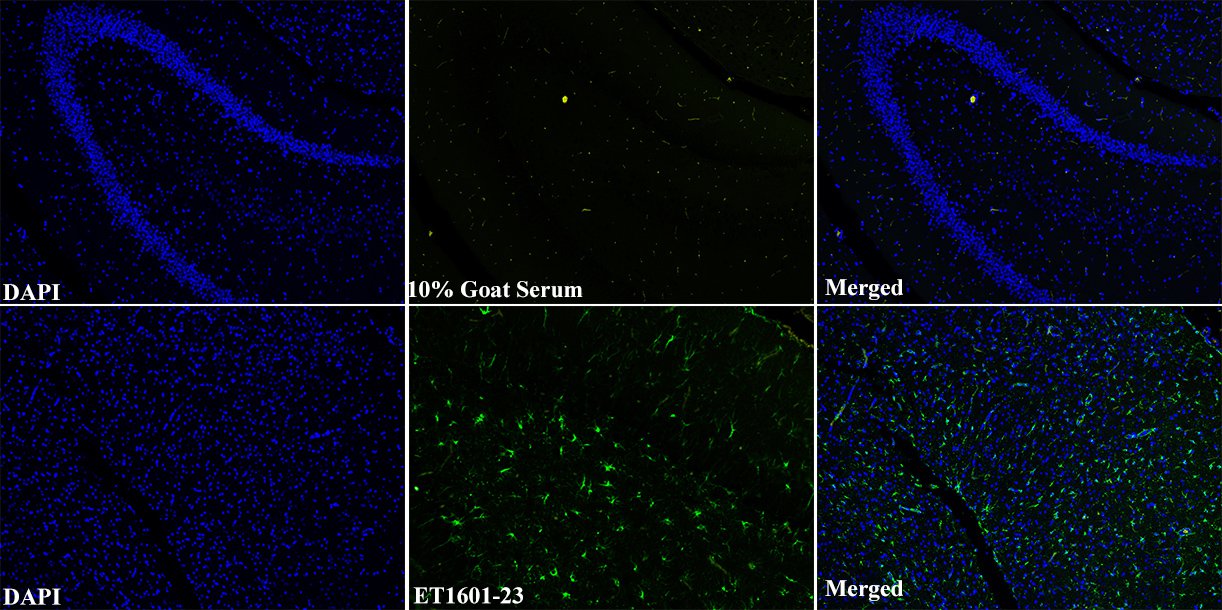 Immunohistochemical analysis of paraffin-embedded rat brain tissue with Rabbit anti-GFAP antibody (ET1601-23) at 1/500 dilution.<br />
<br />
The section was pre-treated using heat mediated antigen retrieval with Tris-EDTA buffer (pH 9.0) for 20 minutes. The tissues were blocked in 1% BSA for 20 minutes at room temperature, washed with ddH2O and PBS, and then probed with the primary antibody (ET1601-23) at 1/500 dilution for 1 hour at room temperature. The detection was performed using an HRP conjugated compact polymer system. DAB was used as the chromogen. Tissues were counterstained with hematoxylin and mounted with DPX.