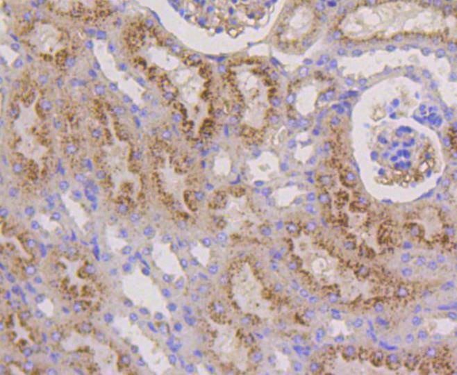 Immunohistochemical analysis of paraffin-embedded mouse kidney tissue using anti-LAMP2a antibody. The section was pre-treated using heat mediated antigen retrieval with Tris-EDTA buffer (pH 8.0-8.4) for 20 minutes.The tissues were blocked in 5% BSA for 30 minutes at room temperature, washed with ddH2O and PBS, and then probed with the primary antibody (ET1601-24, 1/50) for 30 minutes at room temperature. The detection was performed using an HRP conjugated compact polymer system. DAB was used as the chromogen. Tissues were counterstained with hematoxylin and mounted with DPX.