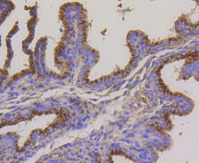 Immunohistochemical analysis of paraffin-embedded mouse placenta tissue using anti-LAMP2a antibody. The section was pre-treated using heat mediated antigen retrieval with Tris-EDTA buffer (pH 8.0-8.4) for 20 minutes.The tissues were blocked in 5% BSA for 30 minutes at room temperature, washed with ddH2O and PBS, and then probed with the primary antibody (ET1601-24, 1/50) for 30 minutes at room temperature. The detection was performed using an HRP conjugated compact polymer system. DAB was used as the chromogen. Tissues were counterstained with hematoxylin and mounted with DPX.