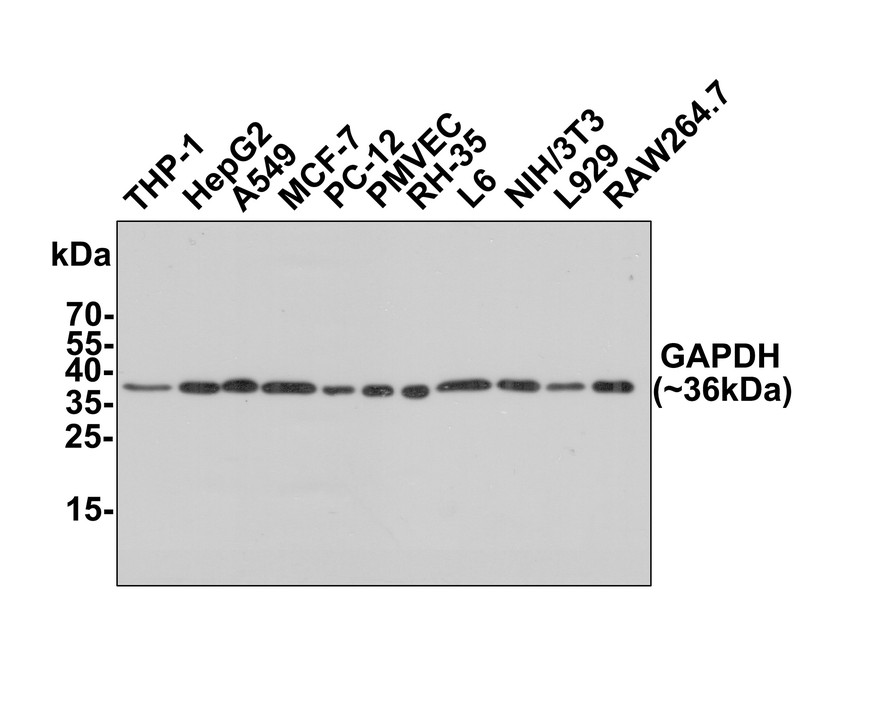 Western blot analysis of GAPDH on different lysates with Rabbit anti-GAPDH antibody (ET1601-4) at 1/80,000 dilution.<br />
<br />
Cell lysates at 10 µg/Lane, tissue lysates at 20 µg/Lane.<br />
<br />
Predicted band size: 36 kDa<br />
Observed band size: 36 kDa<br />
<br />
Exposure time: 1 minute;<br />
<br />
12% SDS-PAGE gel.<br />
<br />
Proteins were transferred to a PVDF membrane and blocked with 5% NFDM/TBST for 1 hour at room temperature. The primary antibody (ET1601-4) at 1/80,000 dilution was used in 5% NFDM/TBST at room temperature for 2 hours. Goat Anti-Rabbit IgG - HRP Secondary Antibody (HA1001) at 1:300,000 dilution was used for 1 hour at room temperature.