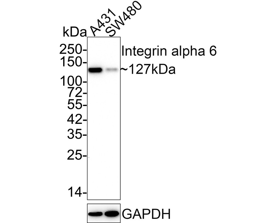 Western blot analysis of Integrin alpha 6 on Raji cell lysates. Proteins were transferred to a PVDF membrane and blocked with 5% BSA in PBS for 1 hour at room temperature. The primary antibody (ET1602-1, 1/500) was used in 5% BSA at room temperature for 2 hours. Goat Anti-Rabbit IgG - HRP Secondary Antibody (HA1001) at 1:40,000 dilution was used for 1 hour at room temperature.